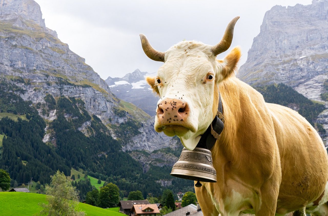 Koe-met-grote-koeienbel-in-Grindelwald