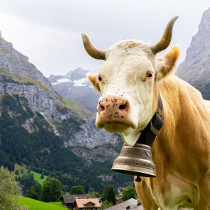 Koe-met-grote-koeienbel-in-Grindelwald
