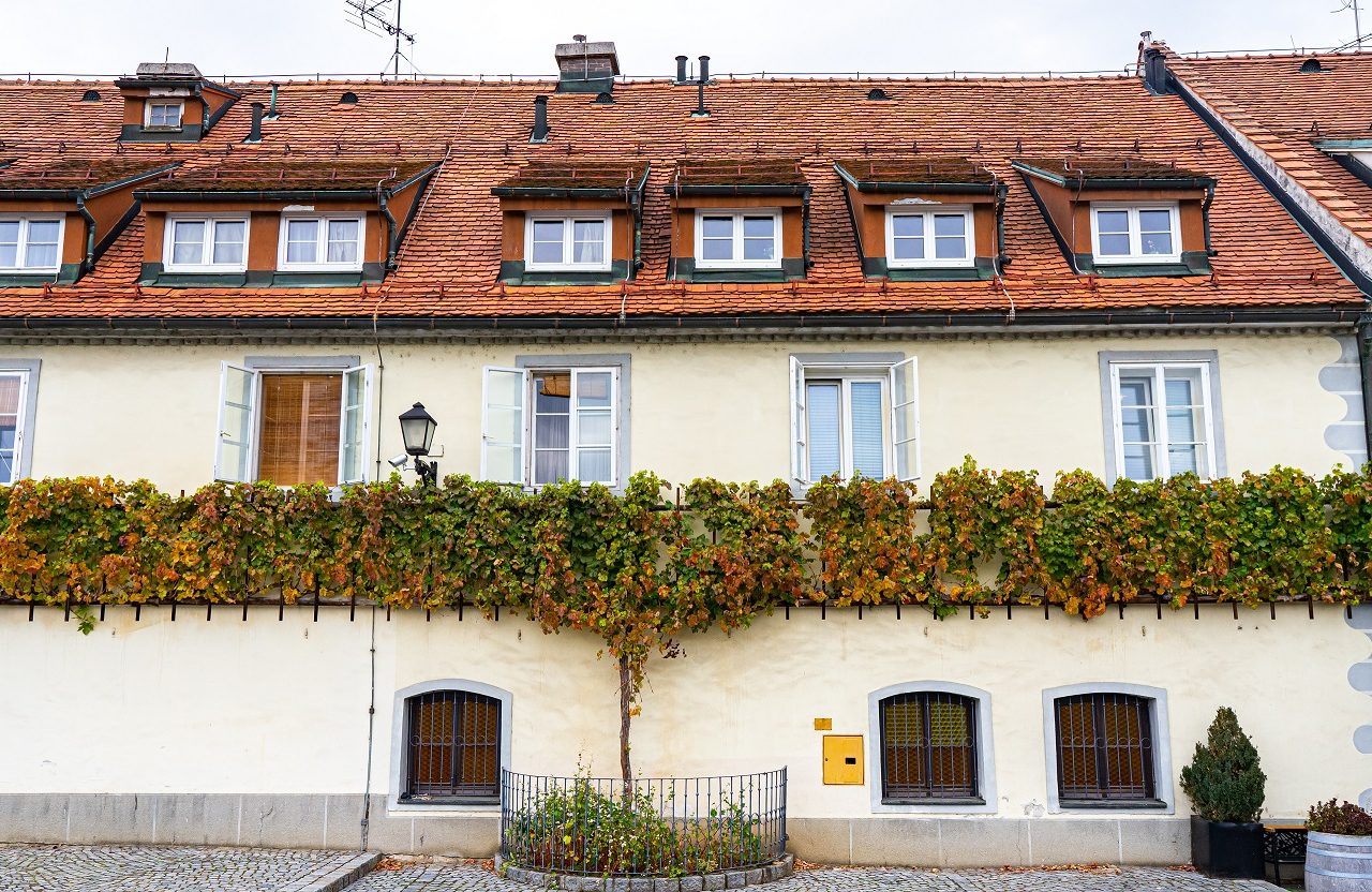 World-oldest-vine-in-Maribor