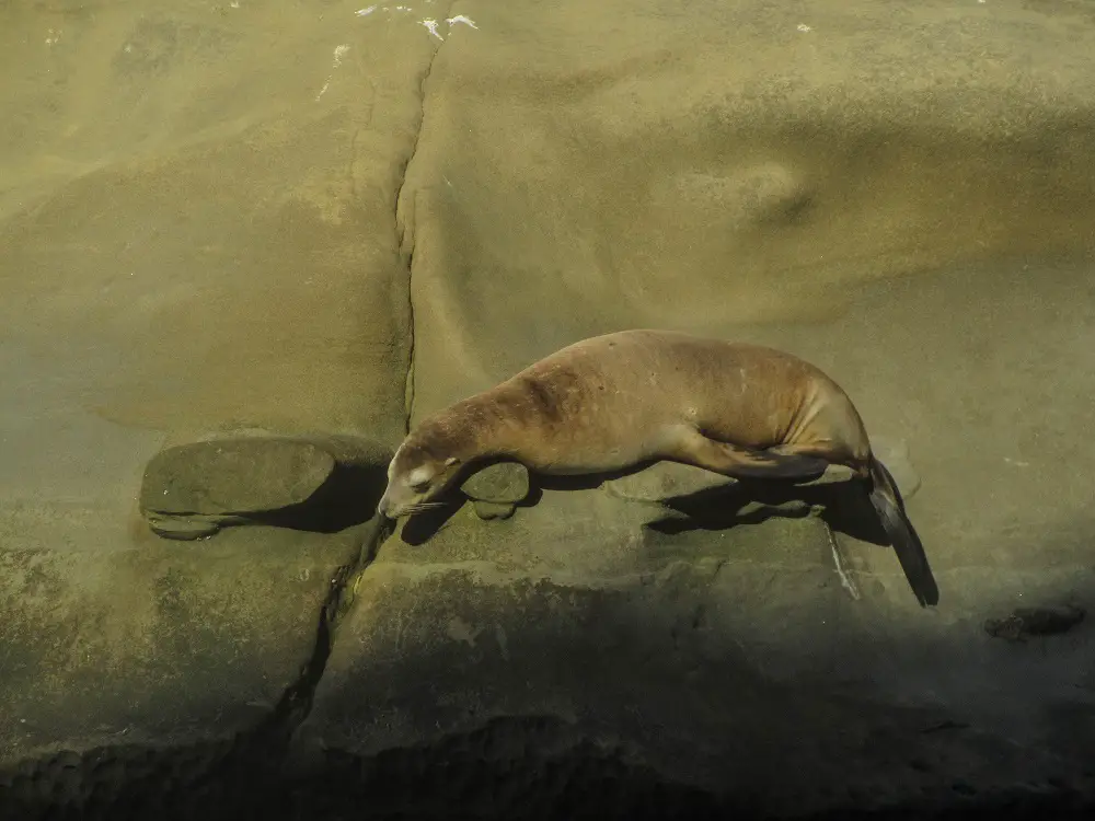 La-jolla-San-Diego-Amerika