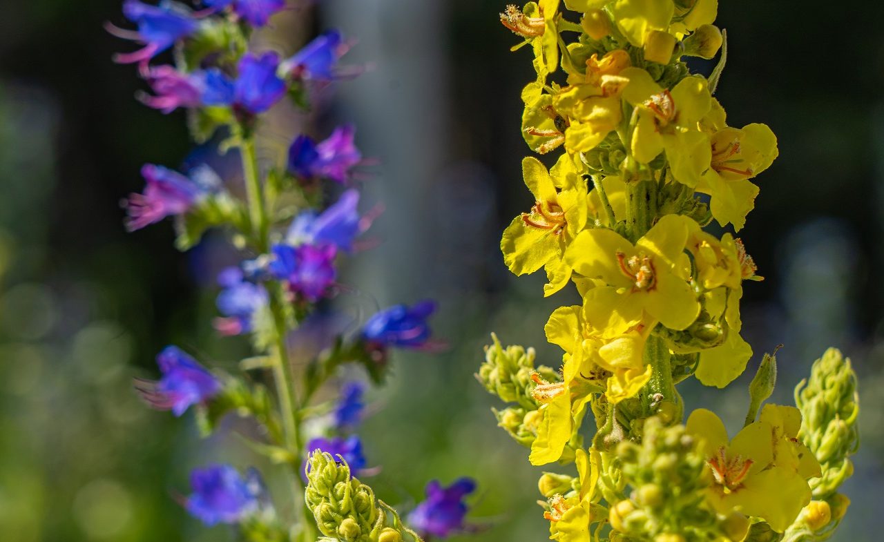 Bloemen-Bansko-Bulgarije