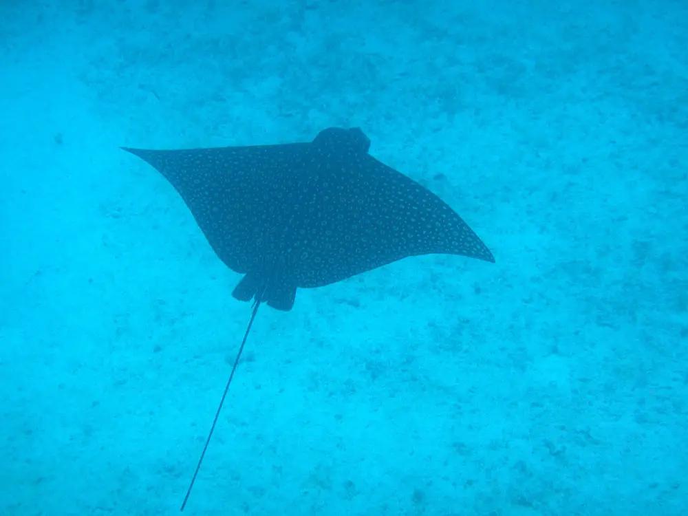 mooiste-plekken-om-te-snorkelen-Caye-Caulker-Belize