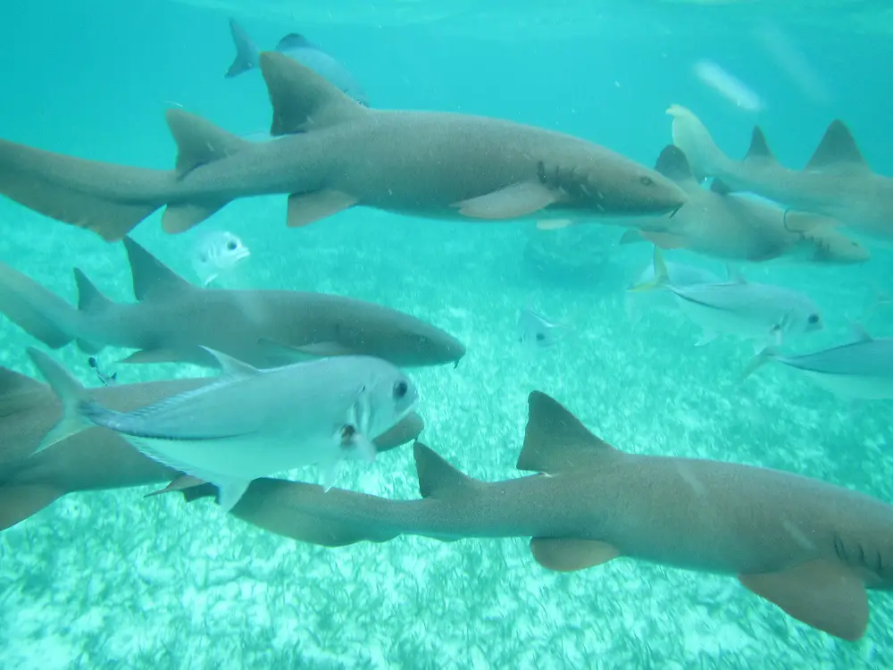 Rifhaaien-en-vissen-snorkelen-Belize