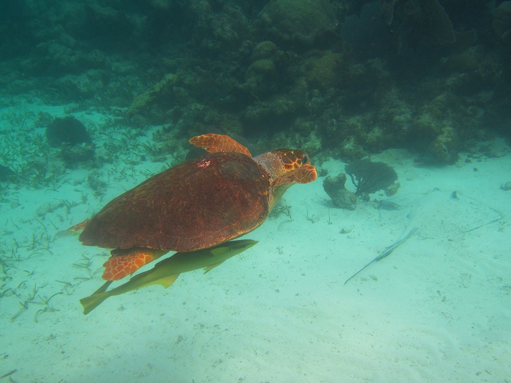 zeeschildpad-mooiste-plekken-om-te-snorkelen