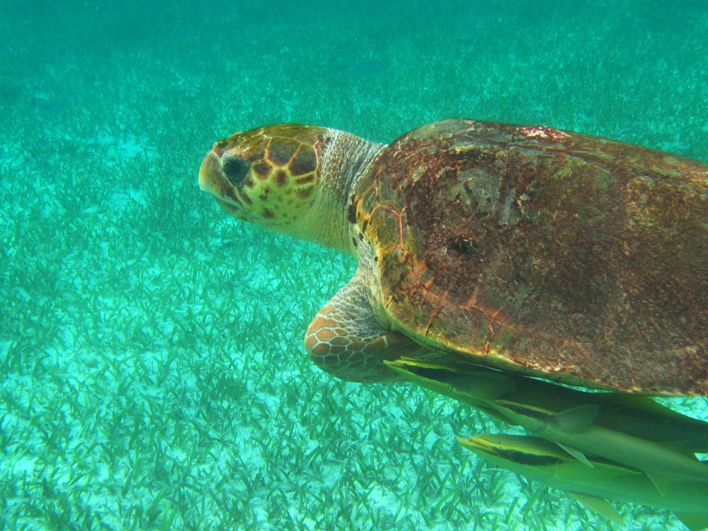 schildpad-mooiste-plekken-om-te-snorkelen