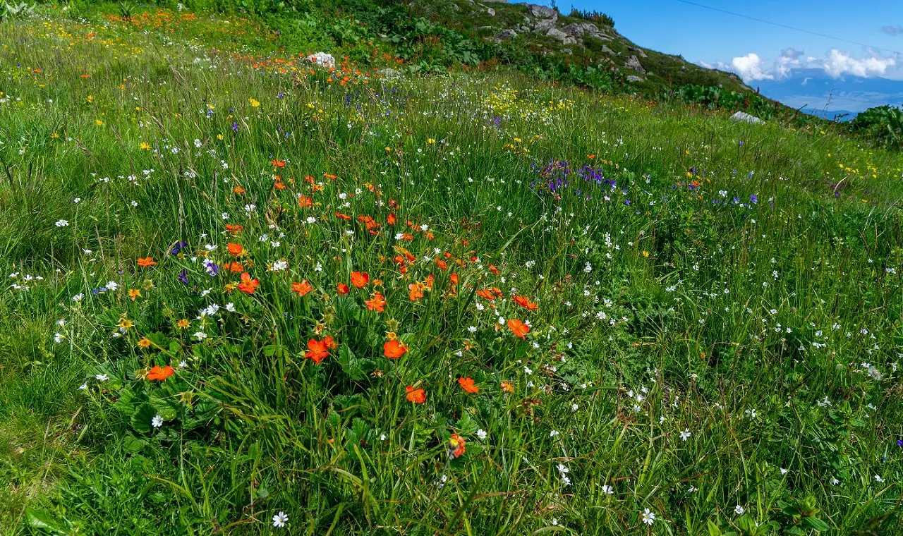 Bloemen-Rila-7-Lakes-Bulgarije