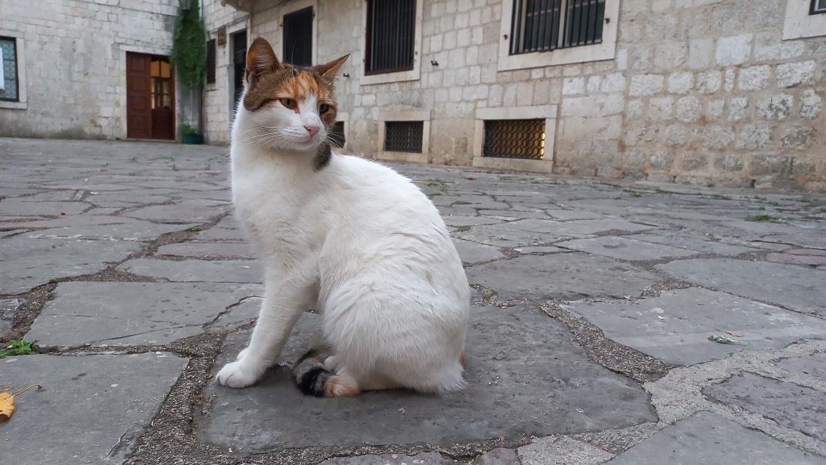 Witte kat in de straten van Kotor in Montenegro