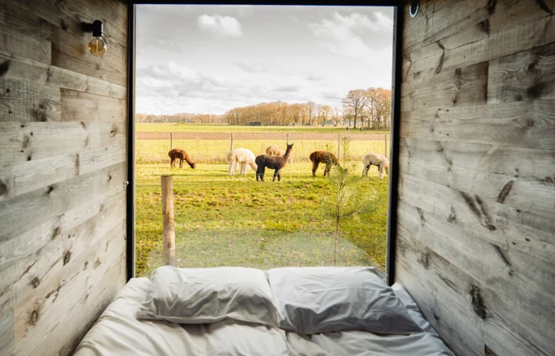overnachten-tussen-alpacas-plekken-om-tot-rust-te-komen-in-Nederland