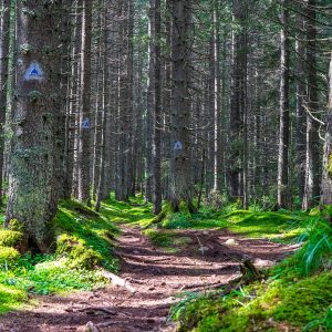 Wandelpad-bossen-Retezat-Nationaal-Park-Roemenië