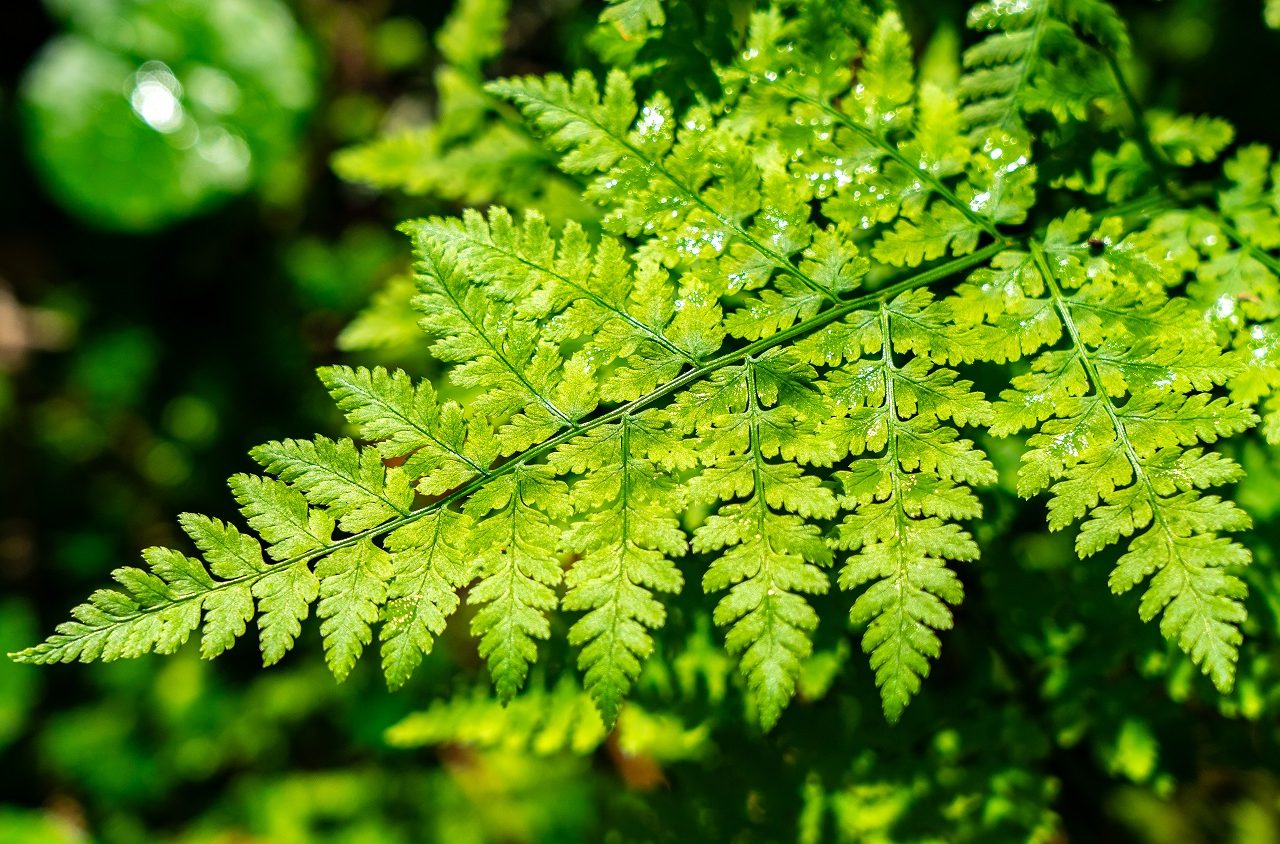 Detailfoto-blad-Retezat-Nationaal-Park-Roemenië