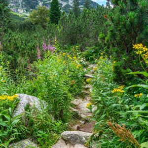 Wandelpad-Retezat-Nationaal-Park-Roemenië