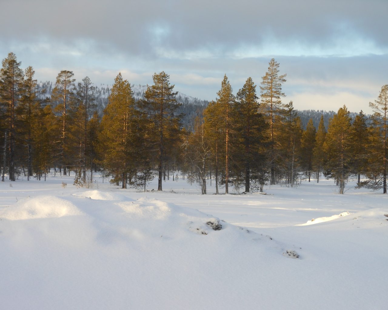 Zweden-wintersport-bestemmingen-Idrefjall-sneeuw