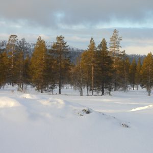 Zweden-wintersport-bestemmingen-Idrefjall-sneeuw