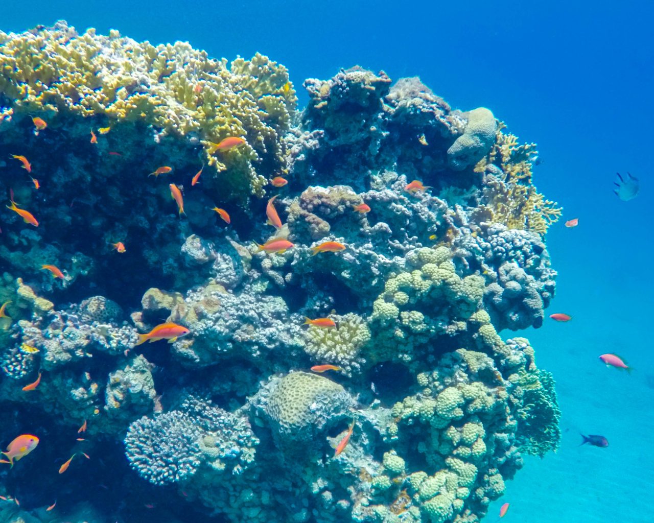 Koraal-snorkelen-Dahab-watersporten