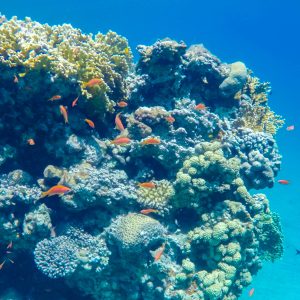 Koraal-snorkelen-Dahab-watersporten