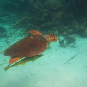 Snorkelen-Belize-schildpad-watersporten