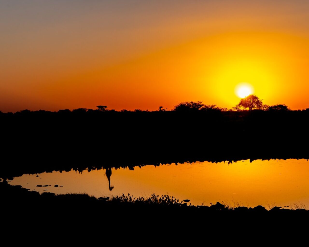 Zonsondergang met giraffe silhouet in water