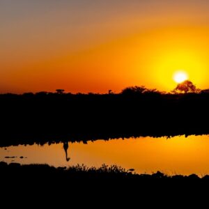 Zonsondergang met giraffe silhouet in water
