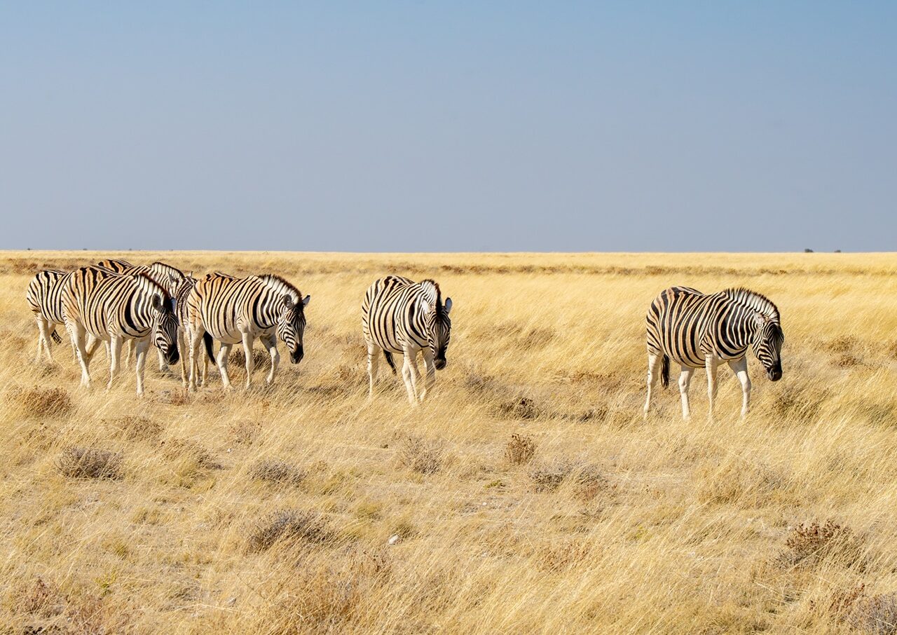 Zebra's-in-Etosha-NP-Namibie