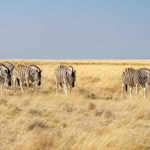 Zebra's-in-Etosha-NP-Namibie