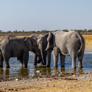 Drie olifanten in een plas water in Etosha NP in Namibië