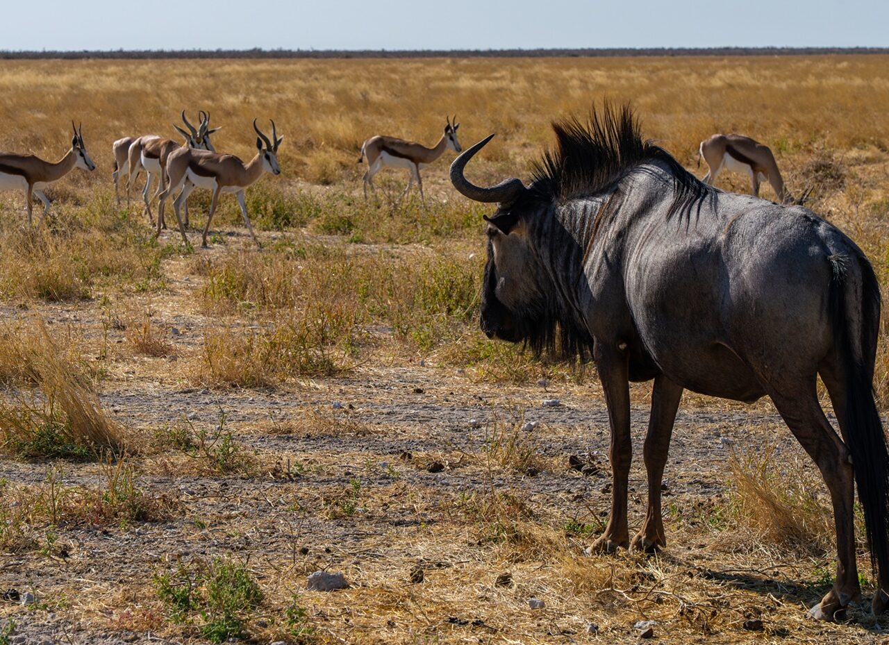 Wildebeest tijdens safari