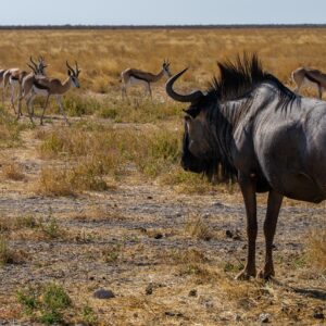 Wildebeest tijdens safari